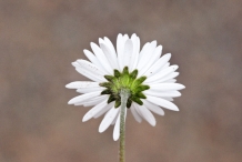 Back-view-of-Diasy flower