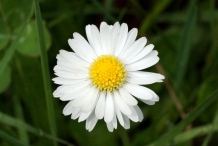 Close-view-of-Daisy-flower