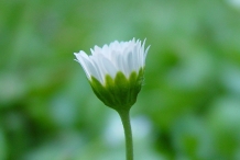 Daisy-bud