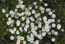 Daisy-flowers