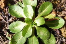 Daisy-leaves