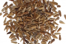 Daisy-seeds