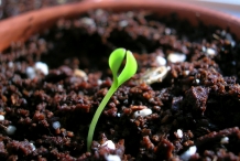 Daisy-sprouts