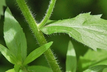 Daisy-stem
