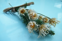 Dried-bunch-of-Daisy