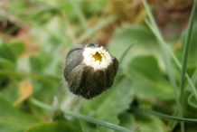 Top-view-of-Daisy-bud