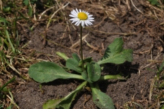 Daisy-plant