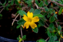 Close-up-flower-of-Damiana
