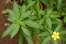 Damiana-leaves