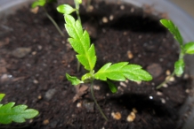 Damiana-plant