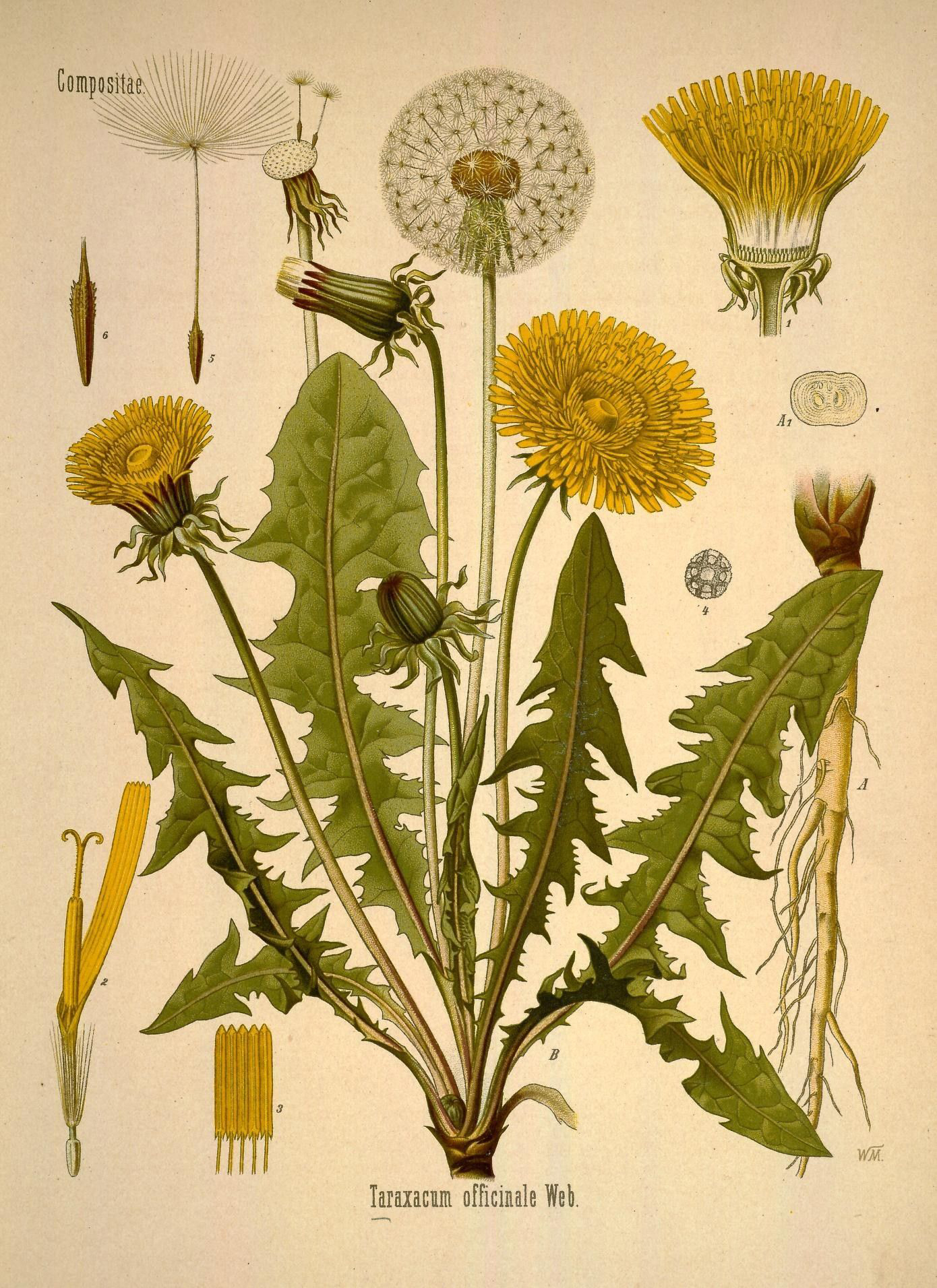 Plant-illustration-of-Dandelion-greens