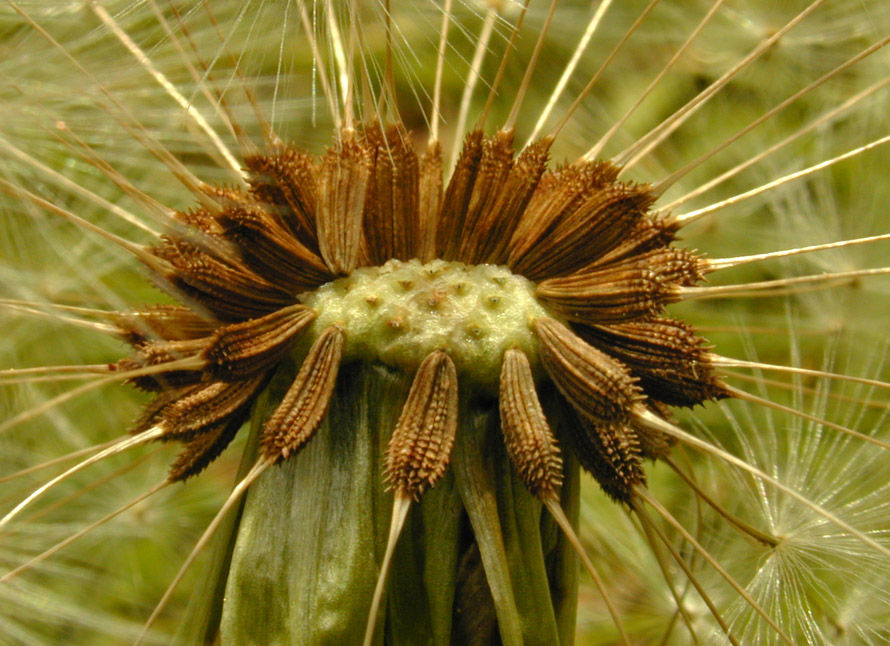 Seeds-of-Dandelion