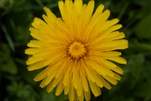 Close-up-flower-of-Dandelion-