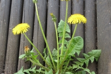 Dandelion-plant