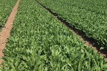Farm-of-Dandelion-greens