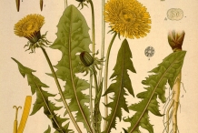 Plant-illustration-of-Dandelion-greens