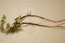 Root-of-Dandelion-greens