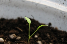Seedlings-of-Dandelion-greens