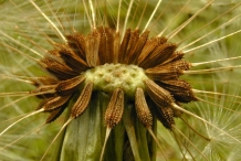 Seeds-of-Dandelion