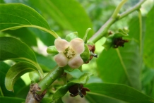 Flower-of-Date-plum