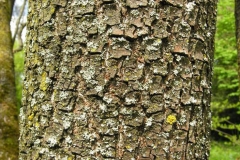 Bark-of-Date-plum