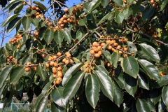 Date-plum-tree