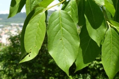 Leaves-of-Date-plum