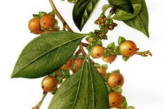 Plant-Illustration-Date-plum
