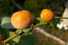 Ripe-Date-plum-fruit-on-the-tree