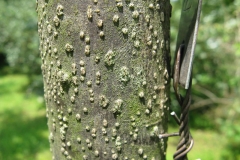Trunk-of-Date-plum