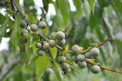 Unripe-Date-plum-fruits-on-the-plant