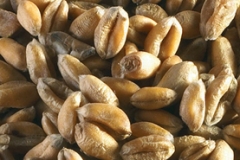 Date-Seed-7