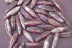 Date-seed-1