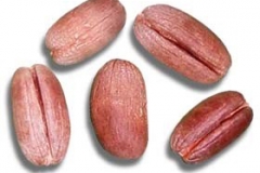 Date-seed-2