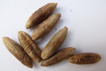 Date-Seed-4