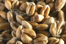 Date-Seed-7