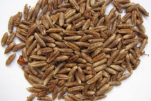 Date-seed-3