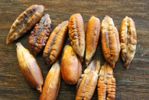 Date-seed-6