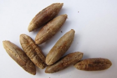 Date-Seed-4