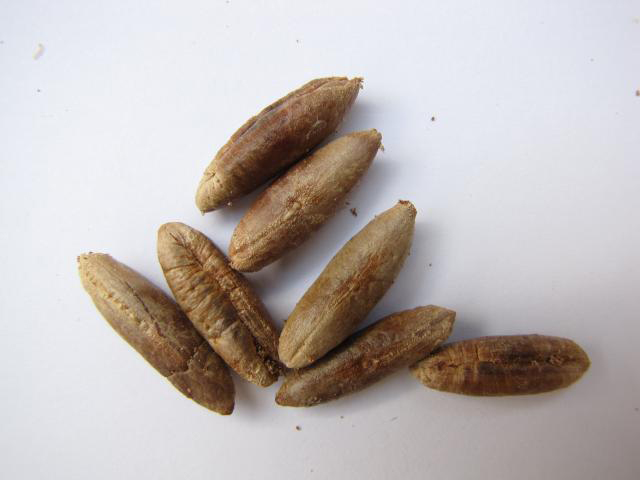 Seeds-of-Dates