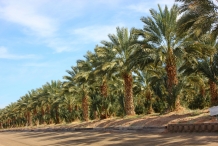 Dates-farm