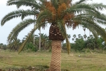 Dates-tree