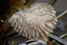 Flower-of-Dates