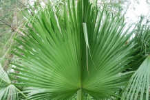 Leaves-of-Dates