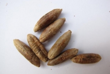 Seeds-of-Dates