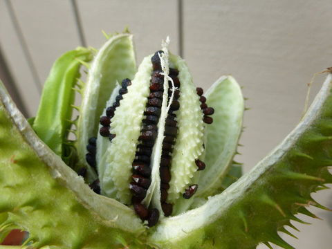 Cut-Immature-seedpods
