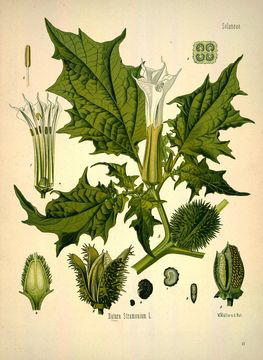 Plant-illustration-of-datura