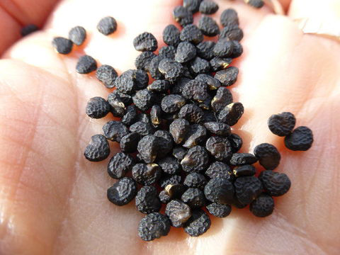 Seeds-of-Datura