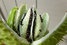 Cut-Immature-seedpods