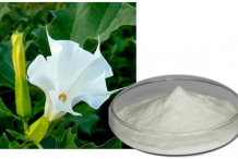 Datura-Flower-extract